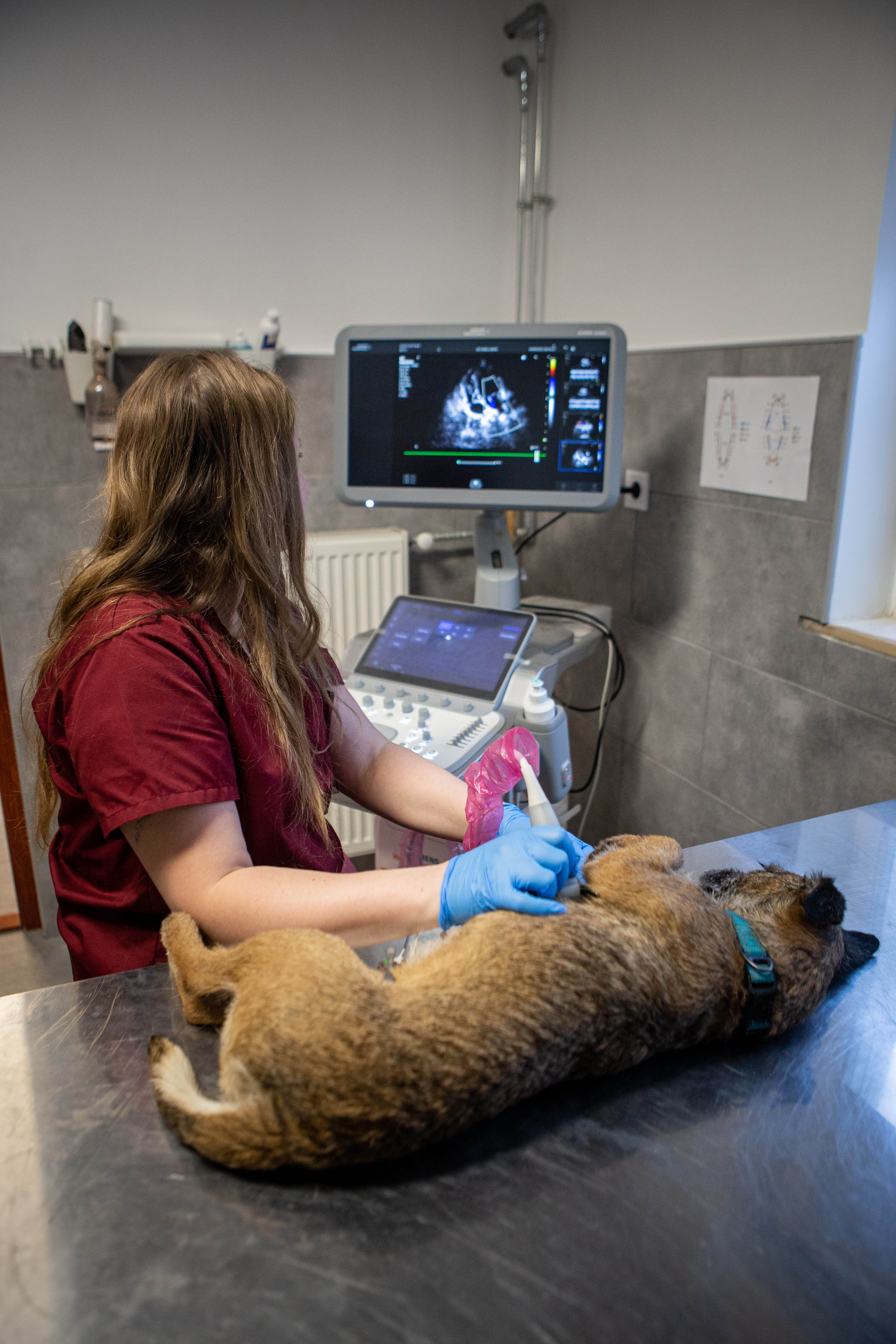 Hasi és szívultrahang vizsgálat kutyán